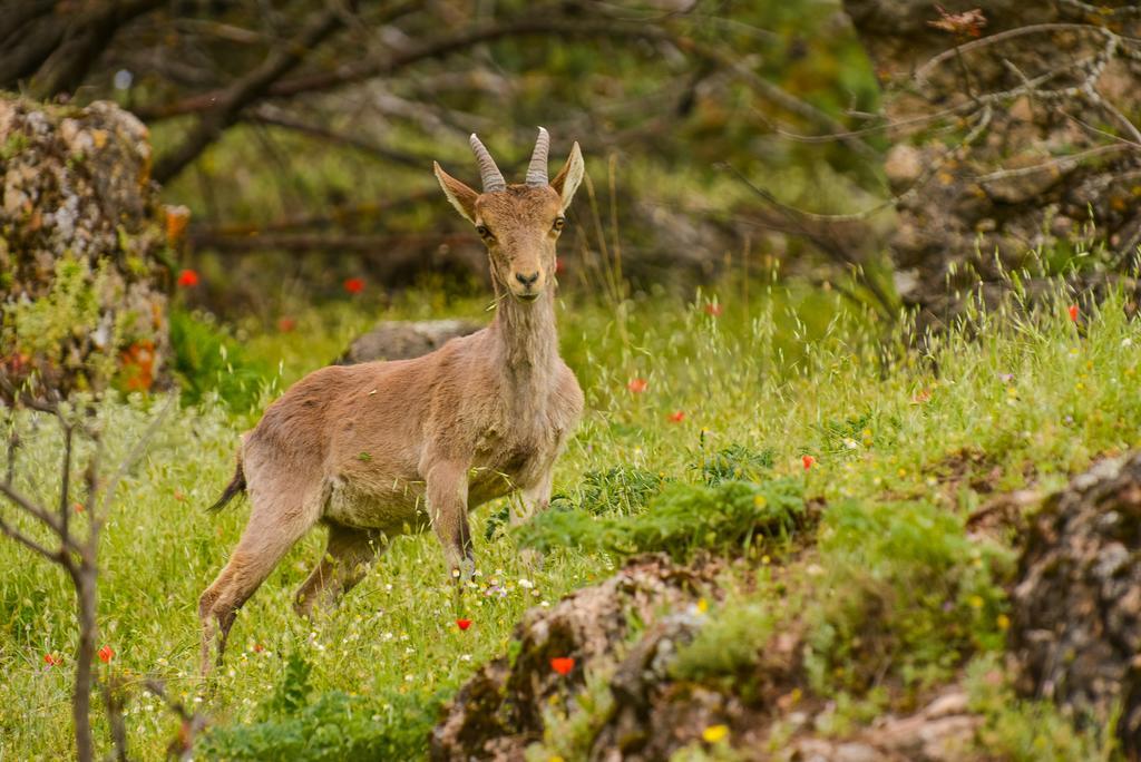 Alojamientos Messia De Leiva Segura de la Sierra Exteriör bild